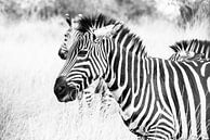 Oegandese Zebra van Sander RB thumbnail