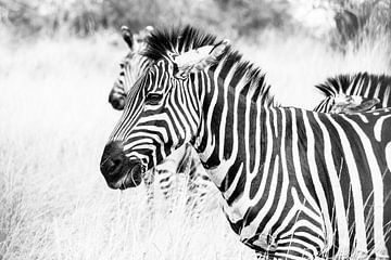 Oegandese Zebra