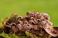 Chondrostereum purpureum, lichenized mushrooms in nature by Jolanda de Jong-Jansen thumbnail