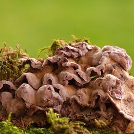 Chondrostereum purpureum, lichenized mushrooms in nature by Jolanda de Jong-Jansen