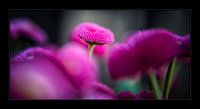 sweet pink