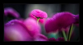 sweet pink van suzanna kolenbrander