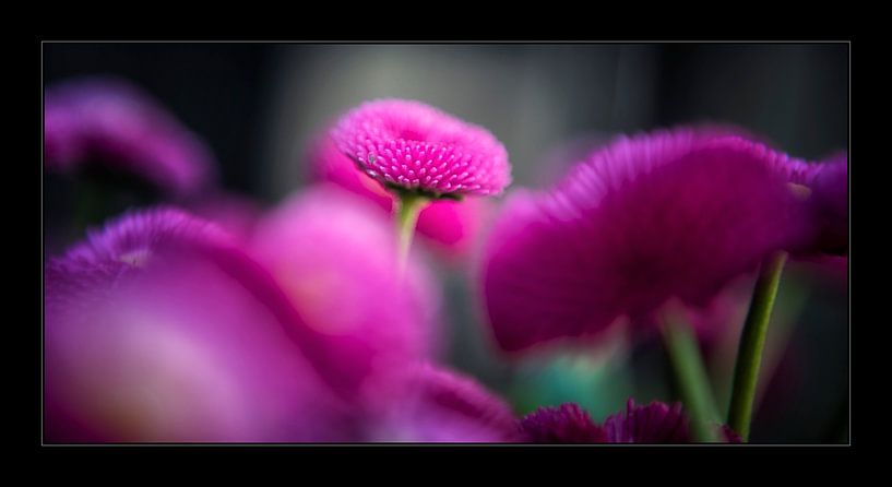 sweet pink by suzanna kolenbrander
