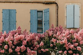 hydrangea! by Huib Vintges