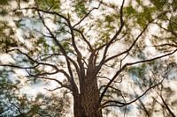 Tall trees catch a lot of wind (Colour)
