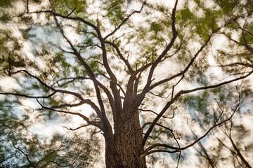 Hoge bomen vangen veel wind (Kleur)