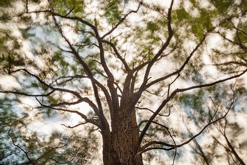 Hoge bomen vangen veel wind (Kleur) van Glenn Vanderbeke
