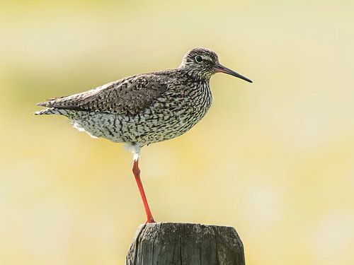 Rotschenkel auf Pfahl mit schönen Rapsfeldern als Hintergrund