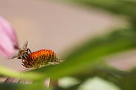 Honingbij op roze zonnehoed par Sandra van Kampen Aperçu