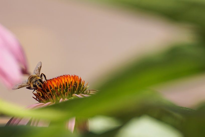 Honingbij op roze zonnehoed par Sandra van Kampen