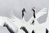 Dansende Chinese Kraanvogels in de sneeuw van AGAMI Photo Agency thumbnail