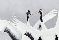 Dansende Chinese Kraanvogels in de sneeuw
