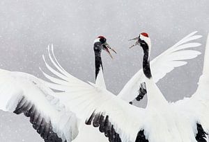 Chinesische Kran Vögel von AGAMI Photo Agency