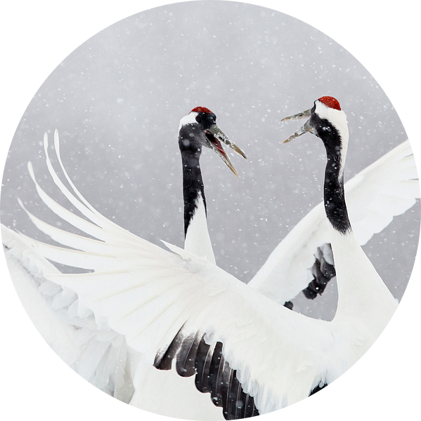 Dansende Chinese Kraanvogels in de sneeuw van AGAMI Photo Agency