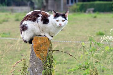 Zwart witte kat op een paal