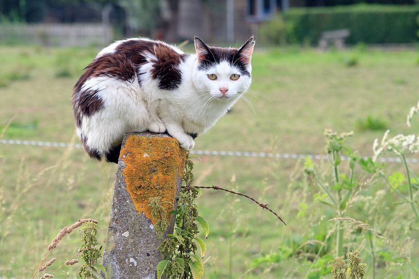 Zwart witte kat op een paal van Dennis van de Water