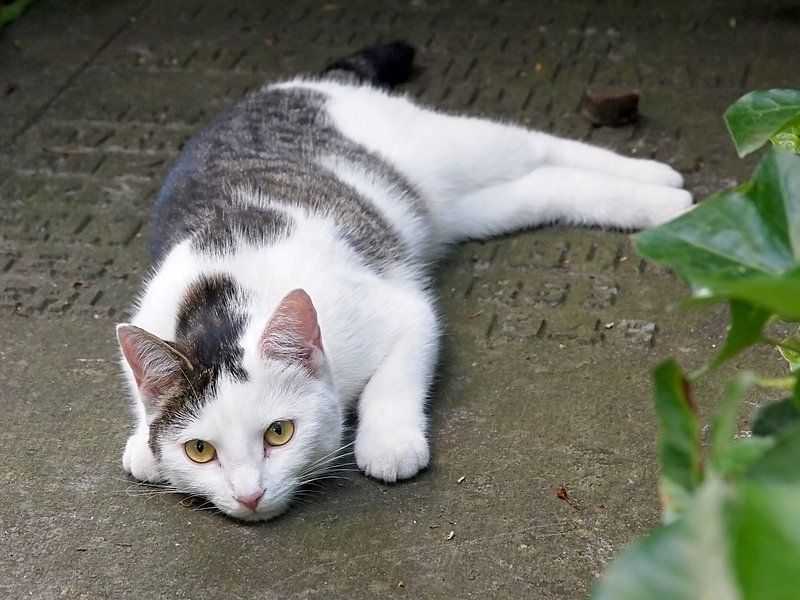Einer Katze auf einem Grabstein von Edwin Butter