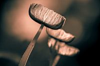 Hare's foot ink cap