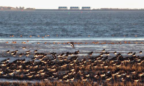 Scholeksters op het Wad