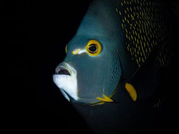 Portret van een Franse keizersvis in de Caribische Zee rond Curaçao van René Weterings