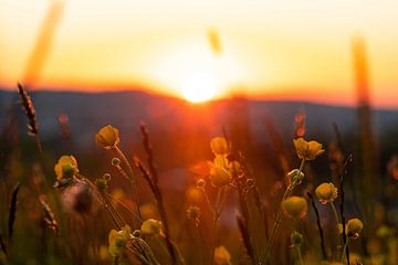 Bloemen in de zonsondergang van Leo Schindzielorz