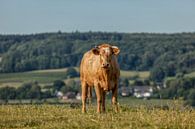 Kurioses Vieh in Süd-Limburg von John Kreukniet Miniaturansicht