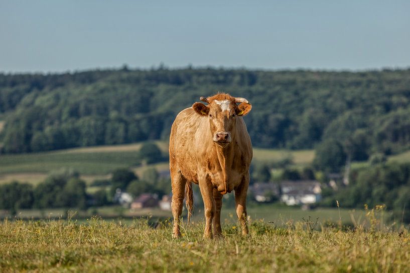 Bovins curieux dans le sud du Limbourg par John Kreukniet