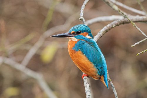 Kingfisher in the Weerribben Wieden