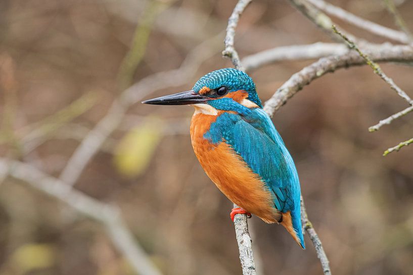Kingfisher in the Weerribben Wieden by Merijn Loch