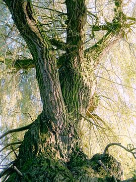 Tree Magic 137 van MoArt (Maurice Heuts)