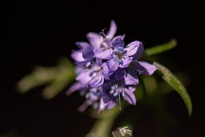 frühling