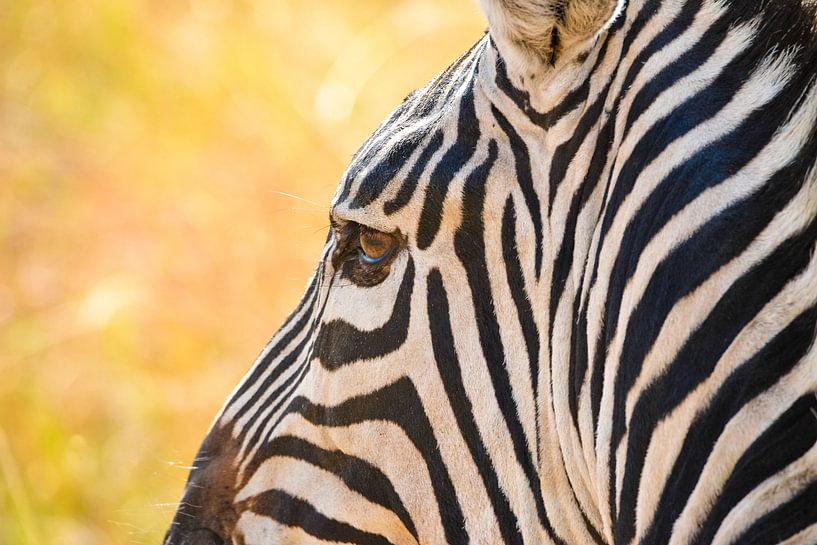 Zebra, Kenia von Jan Fritz