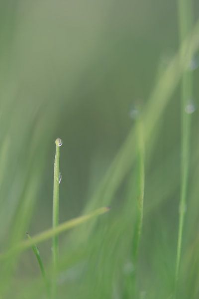 Gras van Robert Wiggers