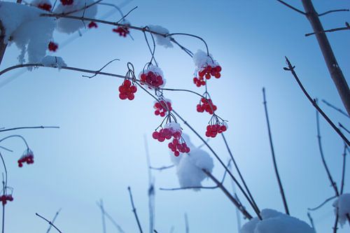 Beeren im Schnee