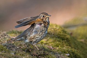 Song Thrush ( Turdus philomelos ) adult in breeding dress, perched on a liitle moss covered mound, s