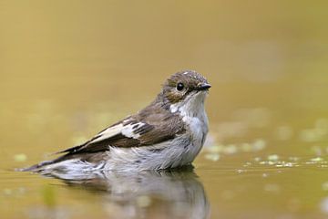 Bonte vliegenvanger in het water van Wim van der Meule