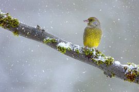 Grünfink von Thomas Herzog