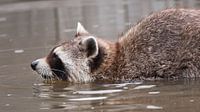 Raccoon : Blijdorp Zoo by Loek Lobel thumbnail