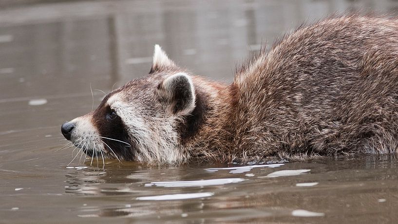 Raccoon : Blijdorp Zoo by Loek Lobel