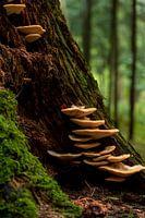 Mushrooms on stub