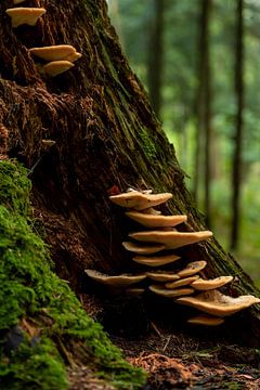 Mushrooms on stub sur Stefan Heesch