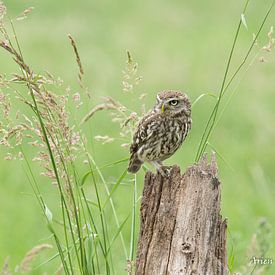 screech owl by Arien Linge