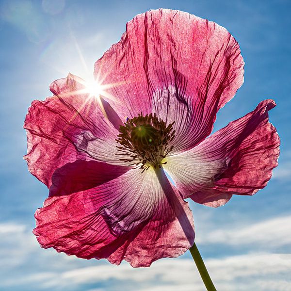 Die Mohnblüte von Roland Brack