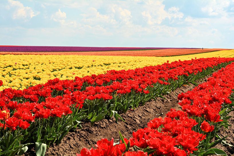 tulips in bloom in spring by Heiko Kueverling