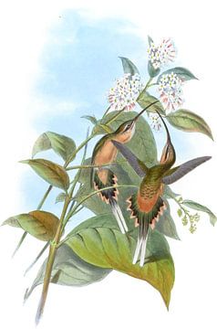 Treindragende kluizenaar, John Gould van Hummingbirds