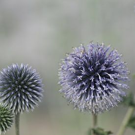 violette Töne heben sich vom hellen Hintergrund ab von wil spijker