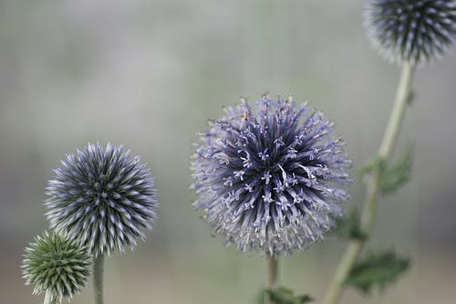 paarse tinten springen naar voren tegen lichte achtergrond