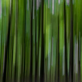 Forest movement by Eliberto