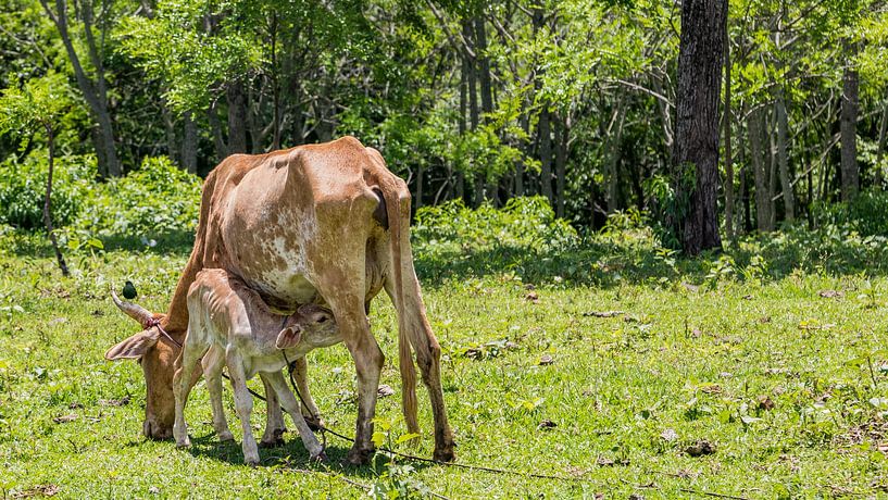 Young calf sucking udder of mother cow by Jan Schneckenhaus