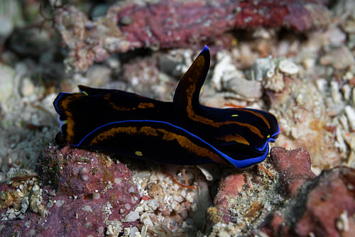 Marine Life @ Komodo, Indonesia